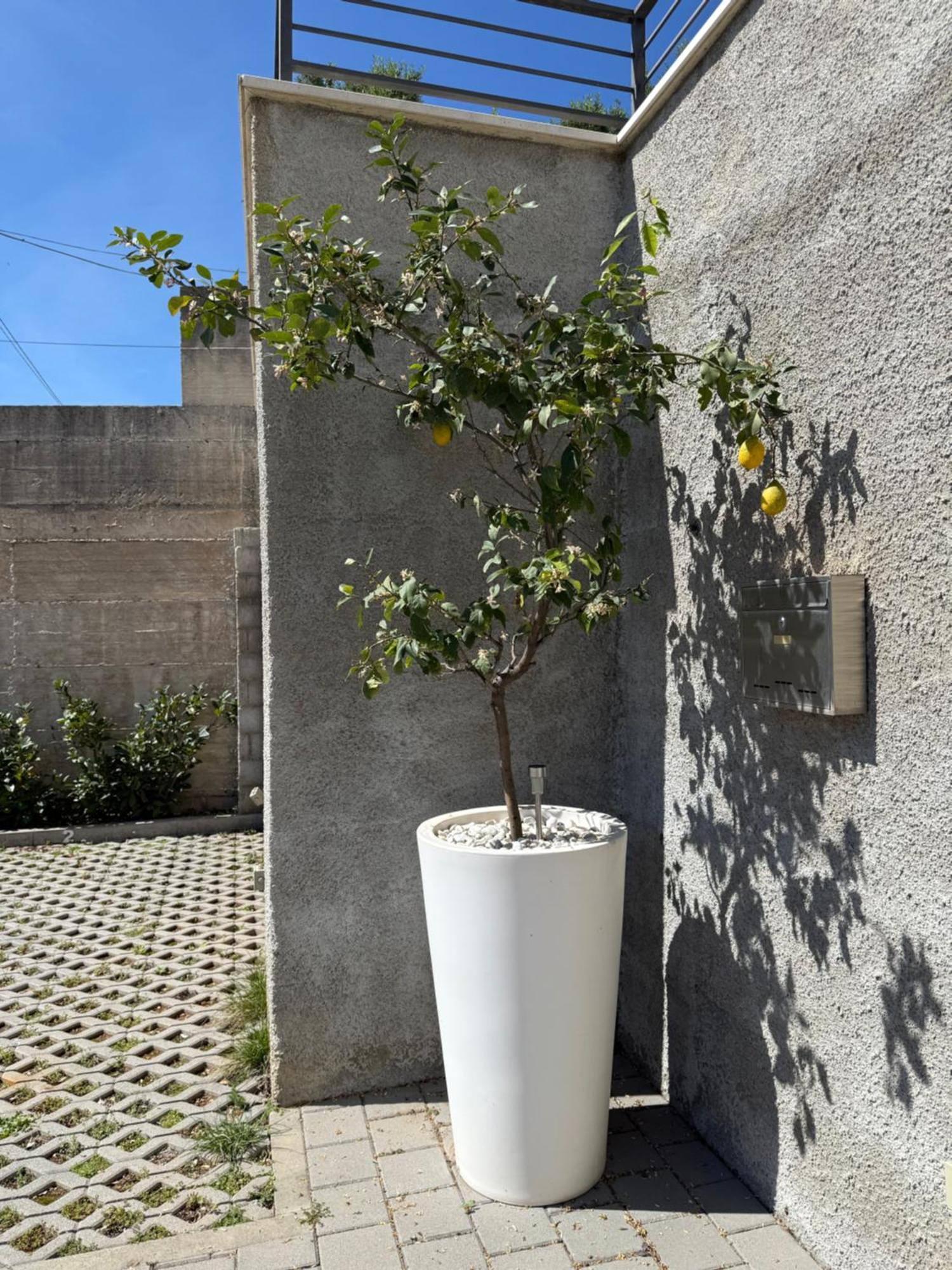 Lemon Tree Dubrovnik Apartments Luaran gambar